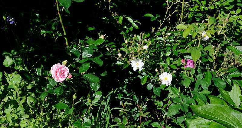 Rose 'Fil d'Ariane' und Nachbarn