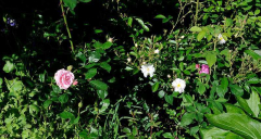 Rose 'Fil d'Ariane' und Nachbarn