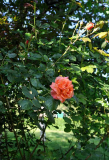 Rose 'Westerland'