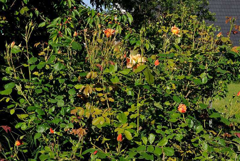 Rose 'Autumn Sunset'