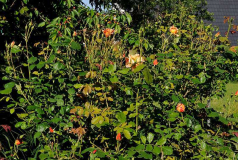 Rose 'Autumn Sunset'