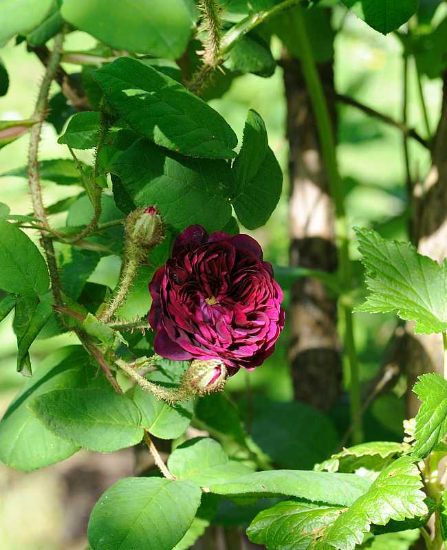 Rose 'La Reine Brune'