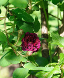 Rose 'La Reine Brune'