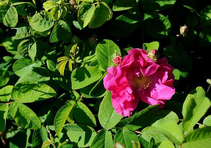 Rose 'Officinalis'
