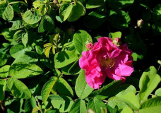 Rose 'Officinalis'