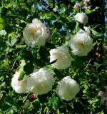Rose 'Boule de Neige'