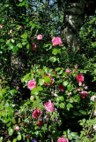 Rose 'Centenaire de Lourdes'
