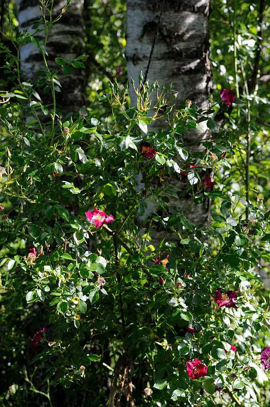Rose 'Hiawatha' Habitus'