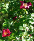 Rose 'Hiawatha' Blüte