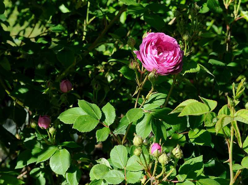 Rose 'Forstmeisters Heim'