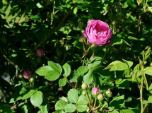 Rose 'Forstmeisters Heim'