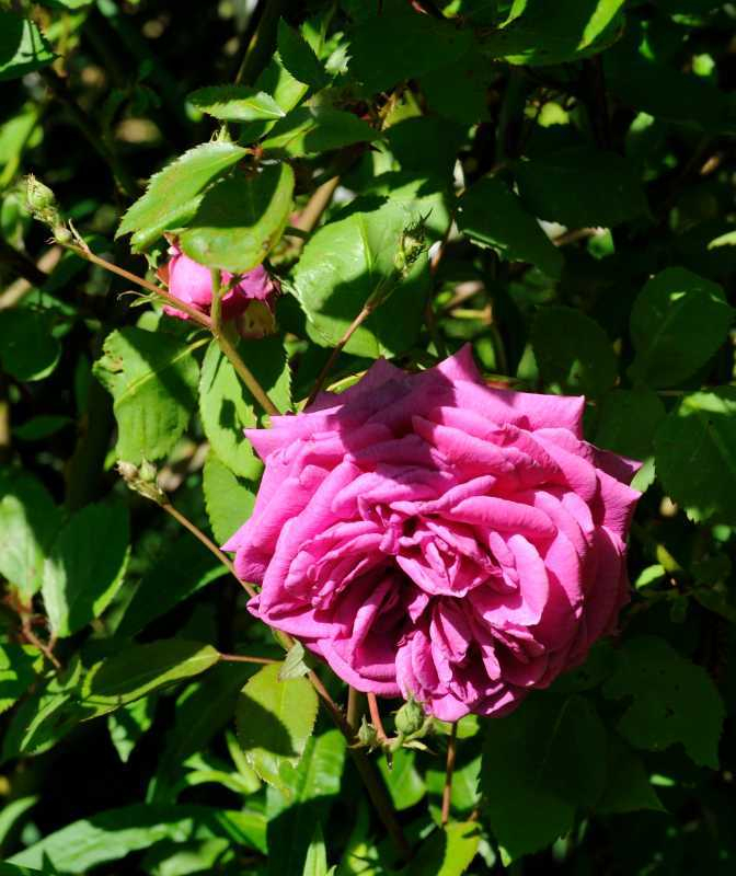 Rose 'Mme Isaac Pereire'