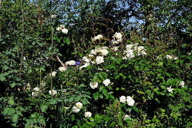 Rose 'Moonlight'