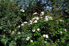 Rose 'Moonlight'