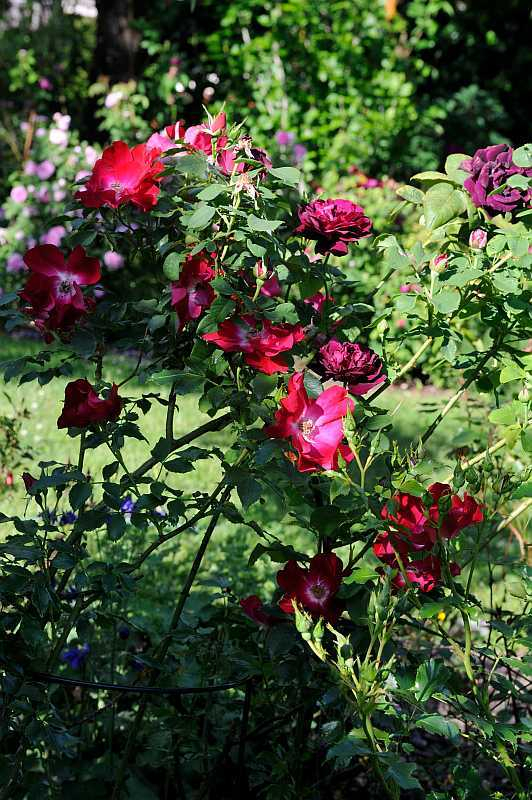 Rose 'Dortmund' Habitus