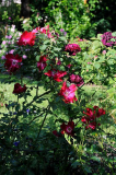Rose 'Dortmund' Habitus