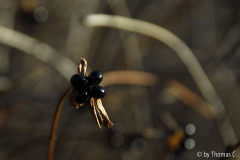 Milder Januar 05