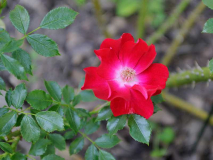 Rose 'Dortmund' Blüte