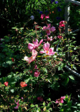 Rose 'Mutabilis'