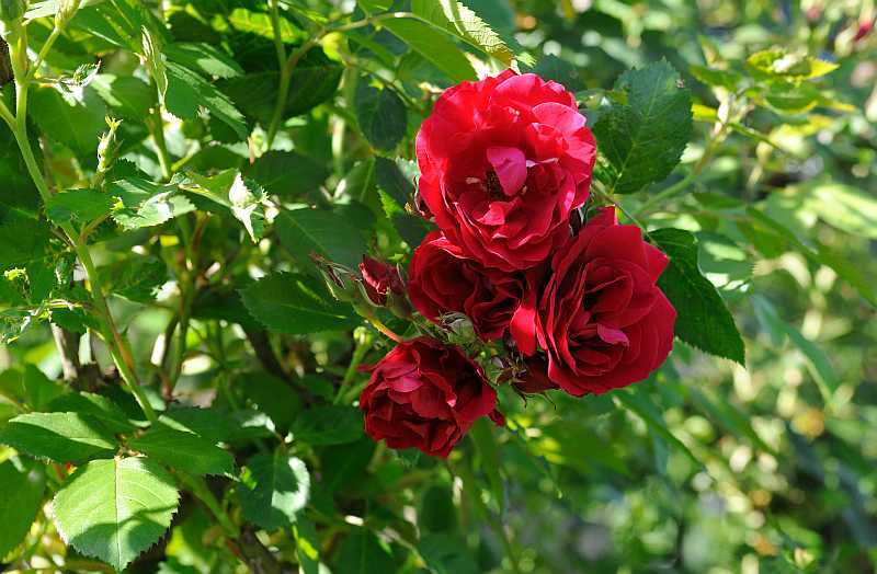 Rose 'Flammentanz'