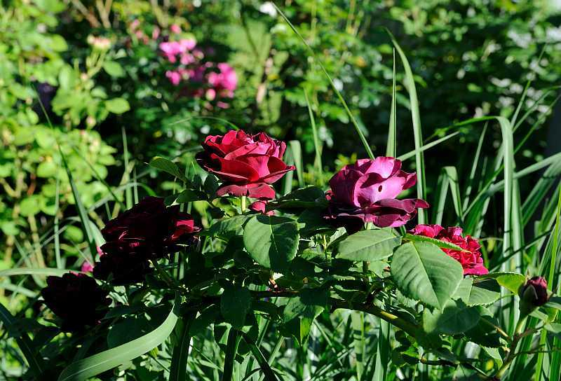 Rose Namen suchen4