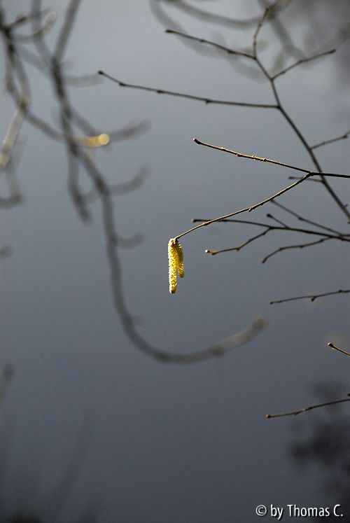 Milder Januar 07