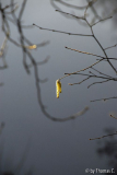 Milder Januar 07