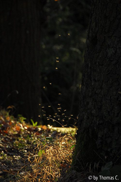 Milder Januar 08