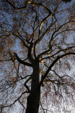 Milder Januar 11