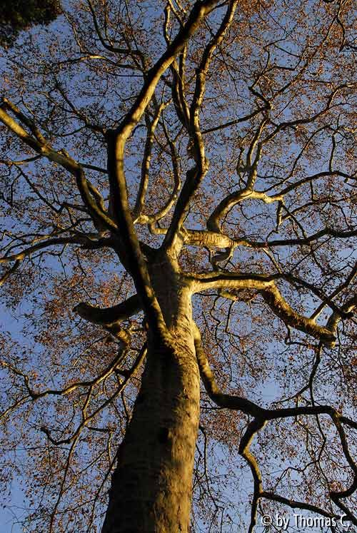 Milder Januar 12