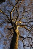 Milder Januar 12
