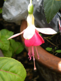 Fuchsie 'Celia Smedley'