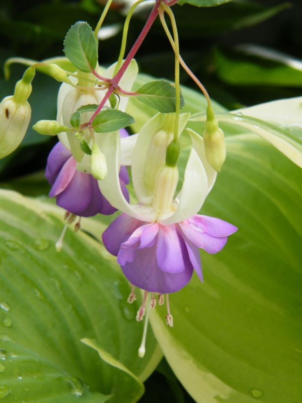 Fuchsie 