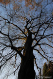 Milder Januar 13