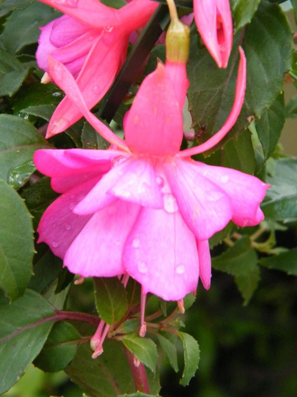 Fuchsia - Queen  of the English Garden