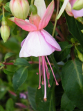 Fuchsia 'Albertina'
