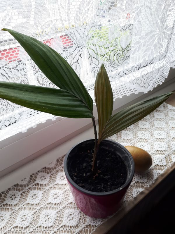 Salacca zalacca Schlangenfruchtpalme