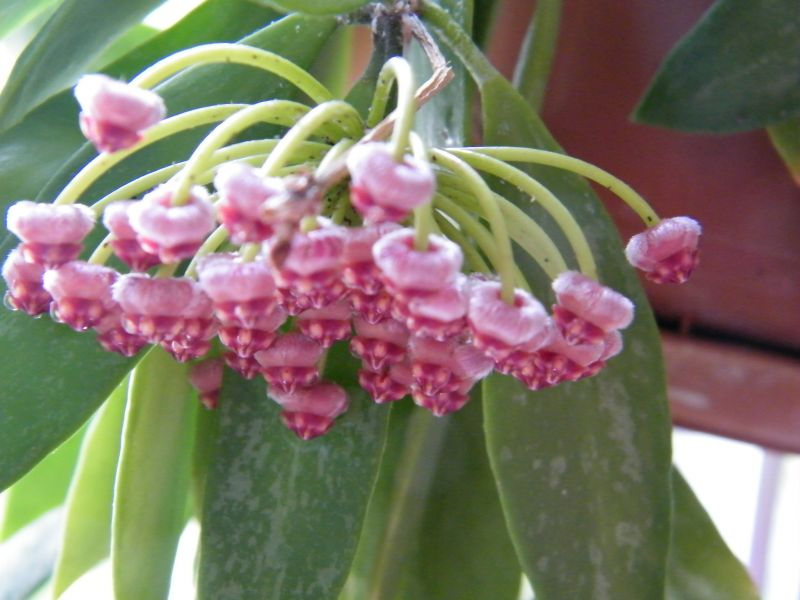 Hoya memoria