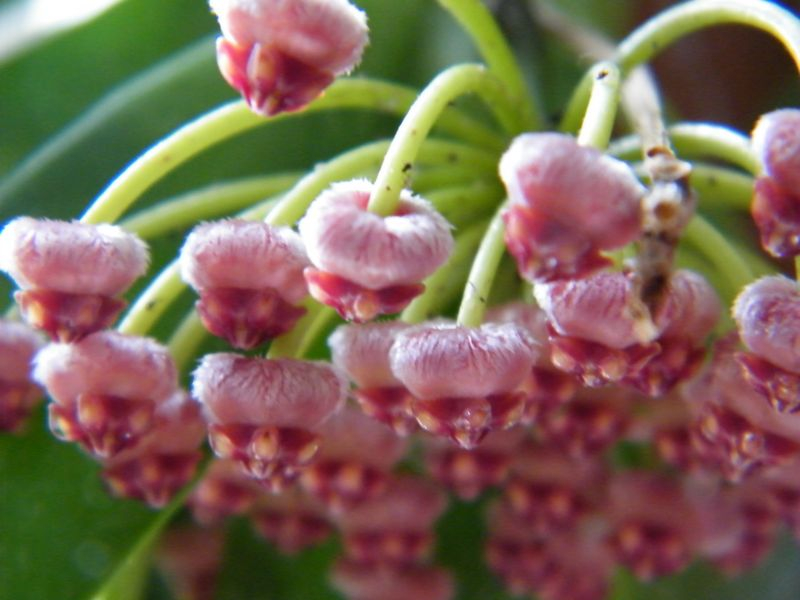 Hoya memoria - Detail