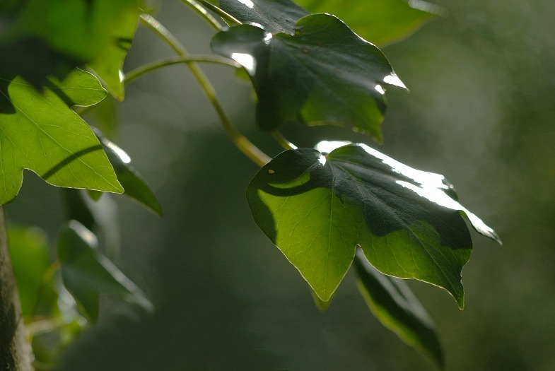 Efeu 5