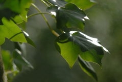 Efeu 5