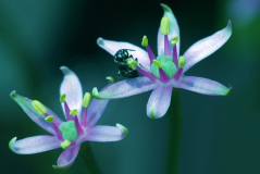 Allium