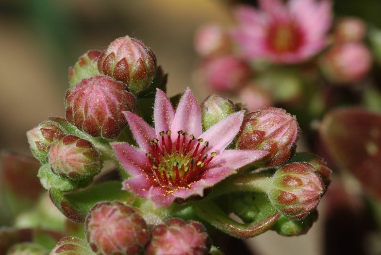 Saxifragum