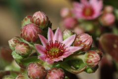 Saxifragum