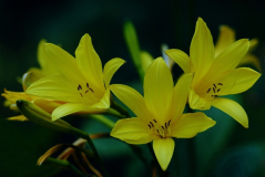 Lilioaspodelius