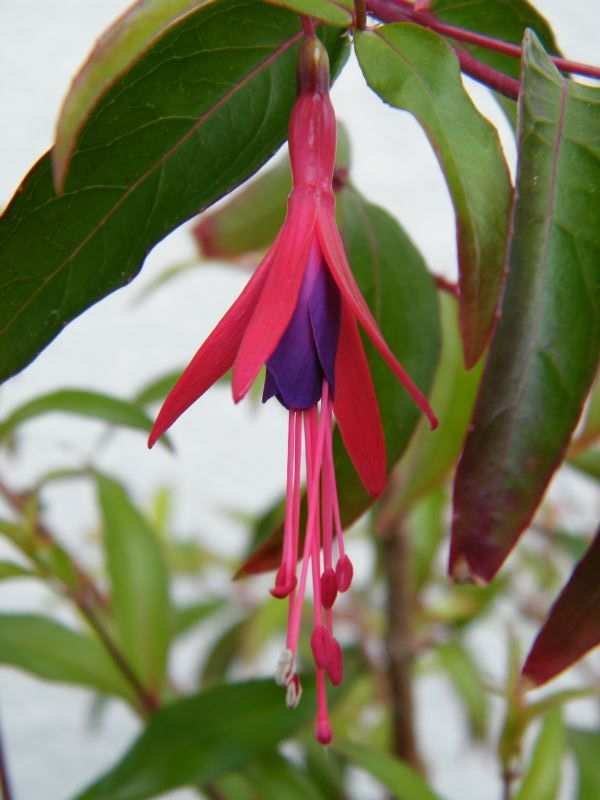 Fuchsia hatschbachii