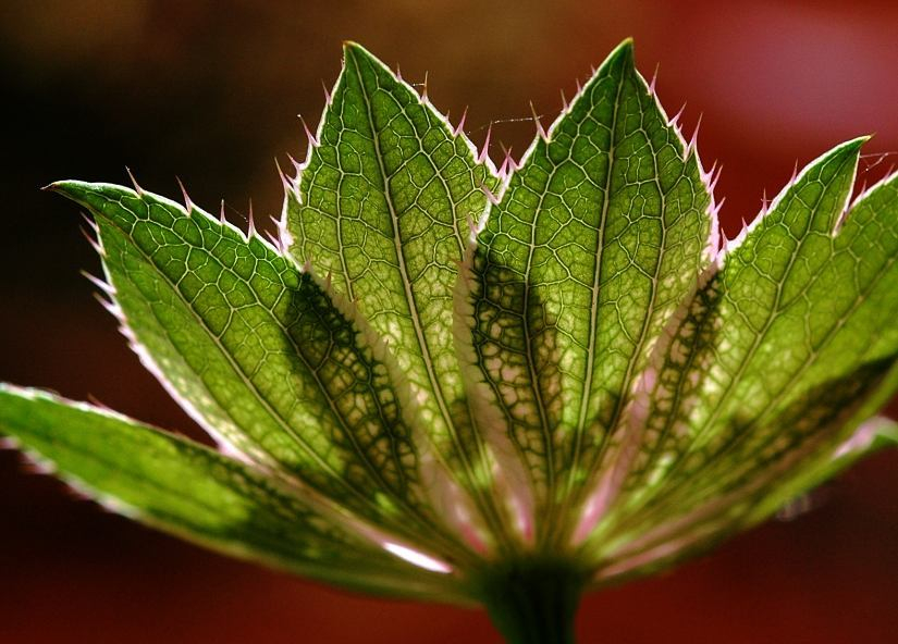 Astrantia 2
