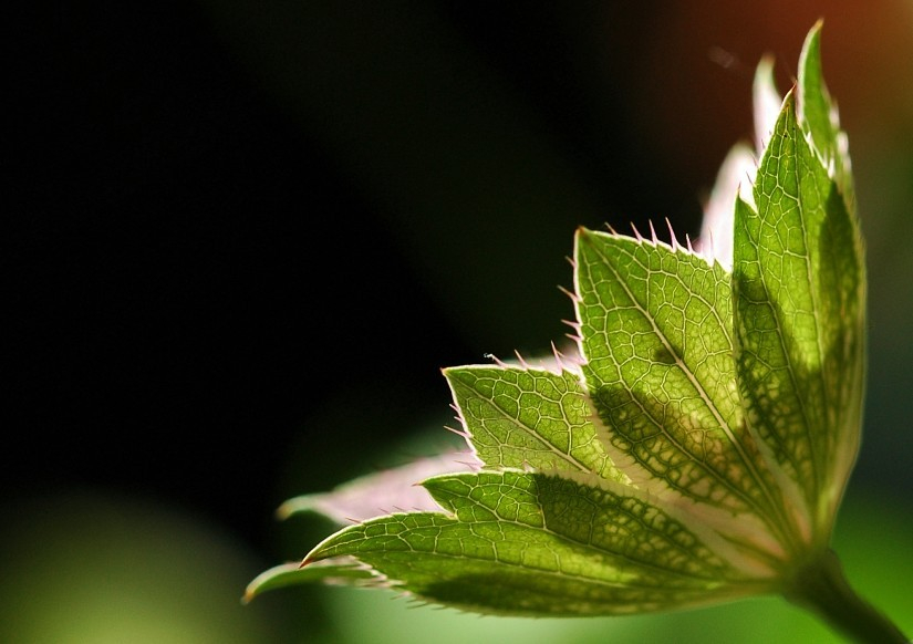 Astrantia 3