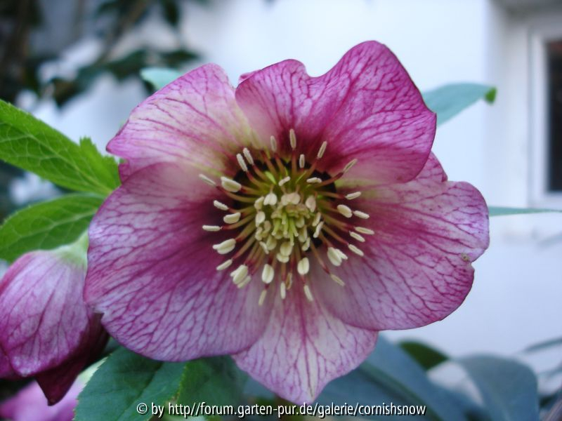 Helleborus x orientalis - geaderte II