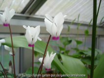 persicum - Blumenzwiebelhändler
